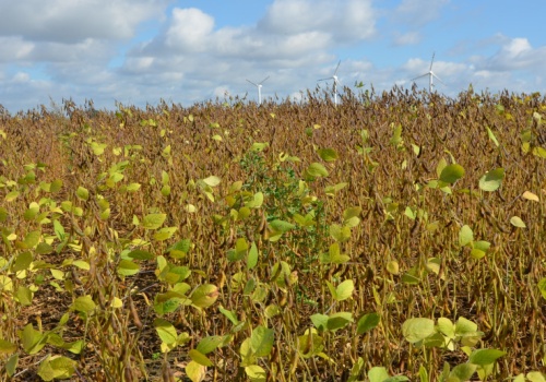 Rynek soi i wołowiny w EUDR. Jak będzie wyglądało to w praktyce?
