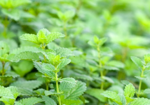 Salmonella w produkcie ziołowym. GIS ostrzega