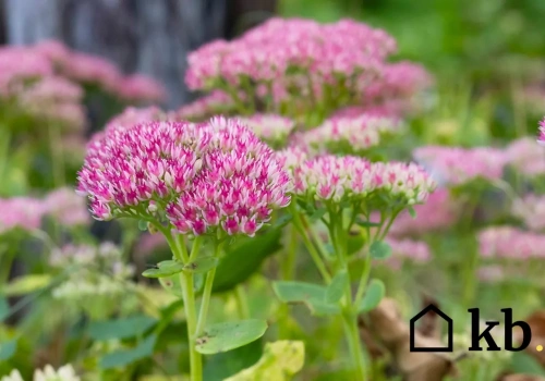 Ta roślina przetrwa wszystko. Podlewanie? Prawie nie jest potrzebne