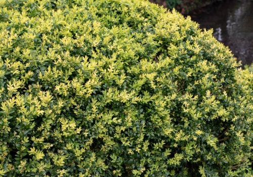 Masz dość ćmy bukszpanowej? Zamiast bukszpanu posadź ten odporny krzew