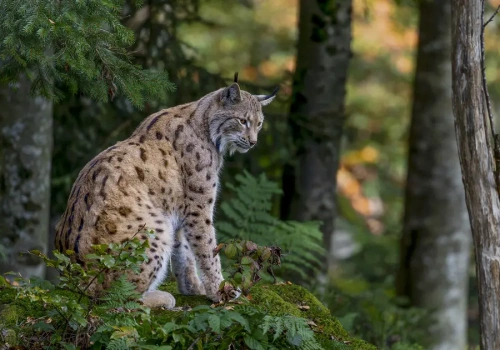 Jak powstawały „Szepty lasu”. Kulisy wyjątkowego filmu przyrodniczego