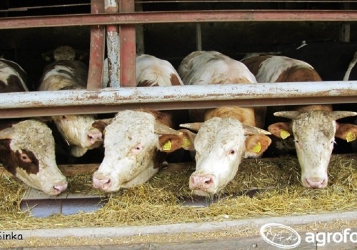 Nowe obowiązki dla hodowców zwierząt. 18 czerwca to kluczowy termin