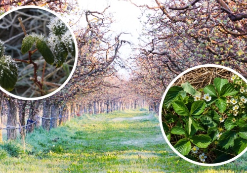 Arktyczne powietrze nad Polską. Wyż przyniesie śnieg i dwucyfrowe przymrozki. Sadownicy załamani