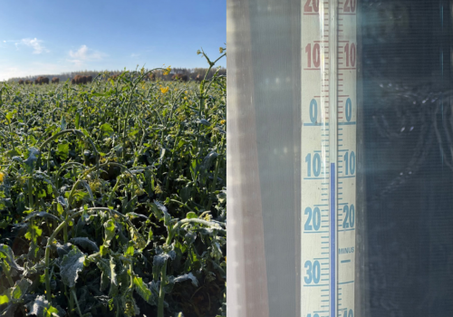 Po trzech nocach mrozu rzepak już pokazuje szkody. Dziś w nocy nawet -9!