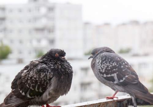 Jak pozbyć się gołębi z balkonu? Sposób na czysty parapet i balkon