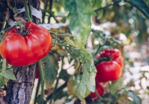 Pomidor cieszył się złą sławą przez setki lat. W Polsce jemy go od niedawna