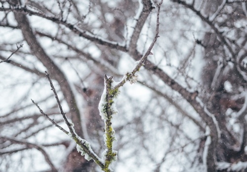 Znów ostrzeżenie przed nocnymi przymrozkami