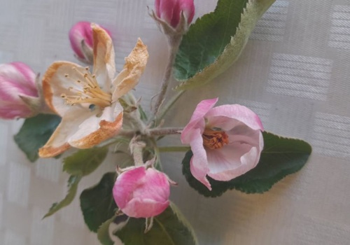 Co zrobić po przymrozkach? Pierwsze decyzje w sadzie po stratach 2026