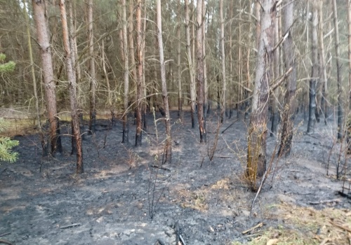 Rośnie ryzyko pożarów w lasach
