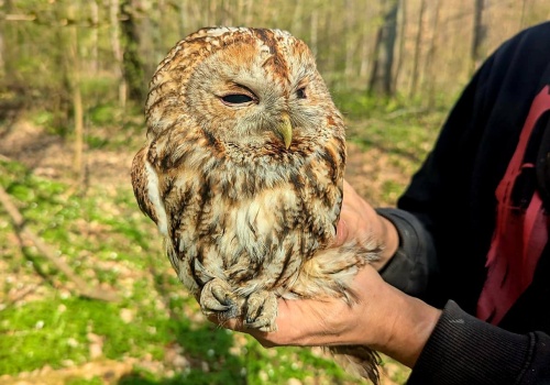 Coraz mniej sów w Łódzkiem. Co jest tego przyczyną?