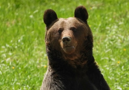 Przyrodnik przyłapał zbieraczy poroża. Chodzili obok gawry niedźwiedzi