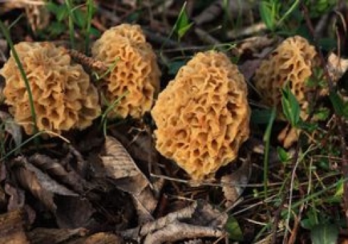 W Polsce te grzyby to rarytas. Przez nieuwagę możesz jednak dostać mandat