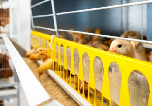 Polski drób zagrożony? Branża krytycznie o zabezpieczeniach w umowie UE-Mercosur
