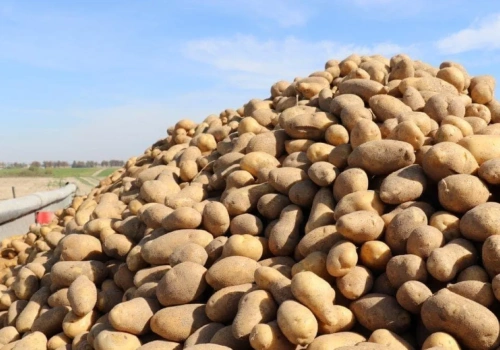 Musiał dokupić ziemniaki, żeby wywiązać się z dostaw. 