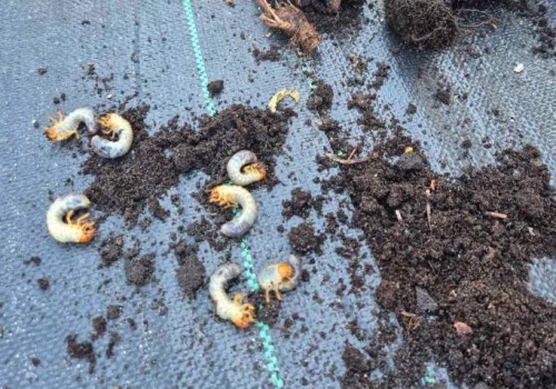 Pędraki w ogrodzie – jak je rozpoznasz i skutecznie zwalczysz?