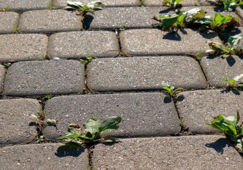 Masz dość mchu i chwastów na kostce brukowej? Tak usuniesz je w 1 noc