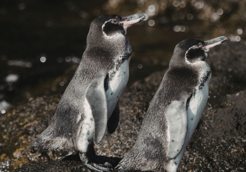 Galapagos – ciekawostki i MAŁO ZNANE fakty!