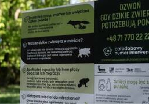 „Dzikie w Mieście”. Władze Wrocławia zwracają uwagę na to, jak pomóc dzikim zwierzętom