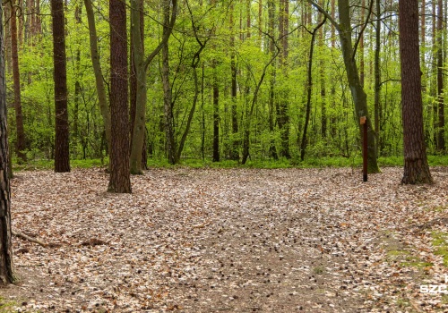 Zagrożenie pożarowe w lasach. Ogłoszono najwyższy stopień