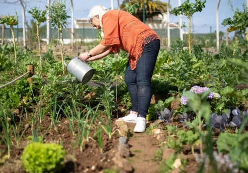Ogrodowe Miasto. Legnica podzieliła pieniądze dla działkowców