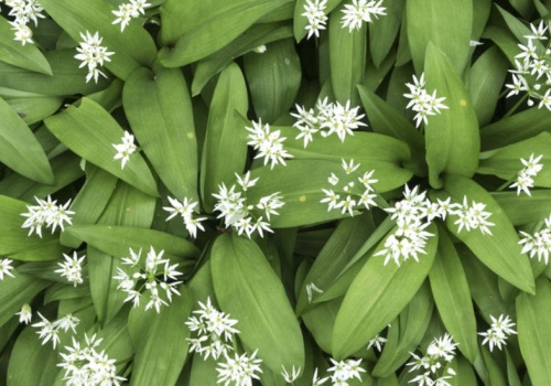 To ostatnia szansa na zbiór naturalnego antybiotyku. Jest niezwykle cenny