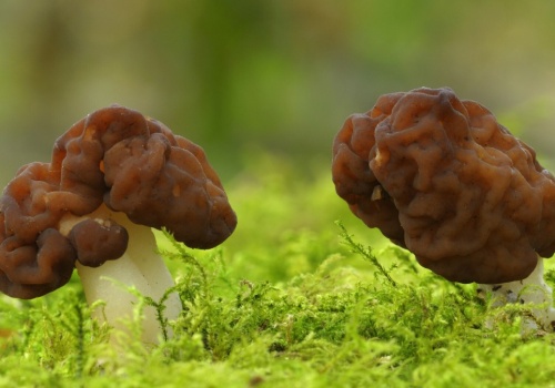 Grzybiarz zatruł się 