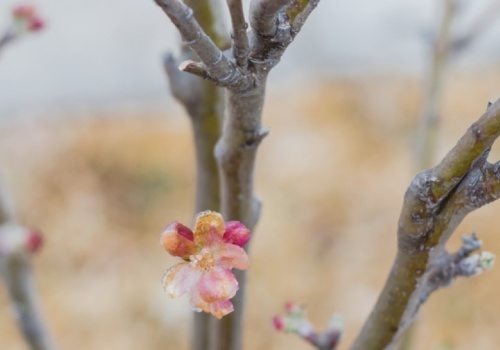 Przymrozki niszczą sady. Straty sięgają nawet 90 proc., rząd zapowiada pomoc