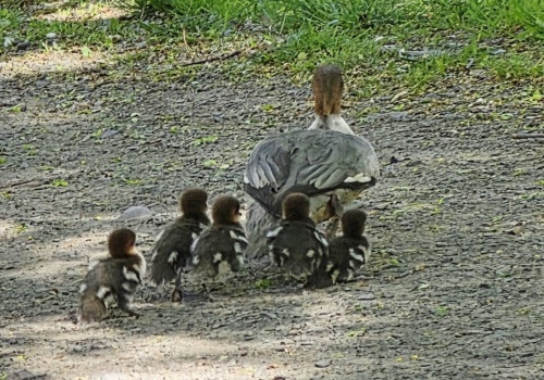 Rodzina nurogęsi w tarapatach. Matka z pisklętami w centrum Świdnicy