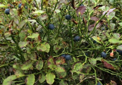 Jagody smaczne jak z lasu. Tak wyhodujesz borówkę czarną w ogrodzie