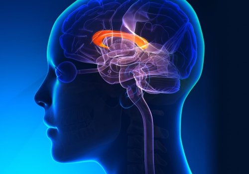 Ciało modzelowate – czym jest i jaką pełni funkcję? Jakie zmiany mogą dotyczyć ciała modzelowatego?