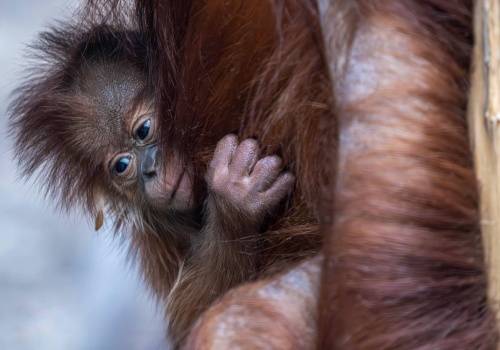Ogromny sukces w Polsce. Orangutan sumatrzański urodził się w Orientarium ZOO Łódź