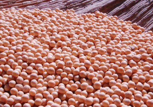 Holandia wstrzymuje dostawy modyfikowanej genetycznie soi z Argentyny