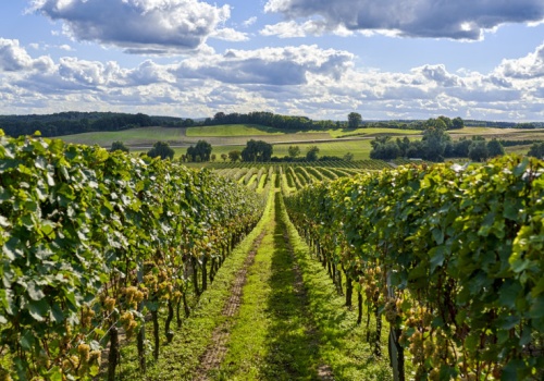 Lubuski Festiwal Otwartych Piwnic i Winnic. Koncerty, degustacje i Robert Makłowicz