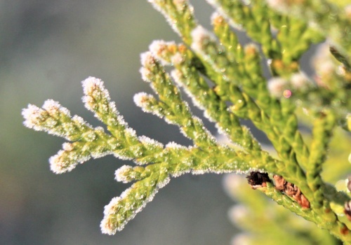 Nocne przymrozki w części województwa. IMGW ostrzega