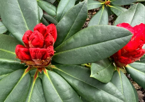 Wystarczą 2 łyżki na litr. Ten trik sprawi, że rododendron w maju eksploduje kwiatami