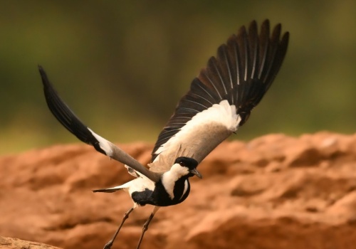 Niezwykle rzadki gość zjawił się w Polsce. to drugi taki przypadek