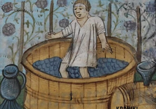 Polska krajem wina? W średniowieczu to była norma, a winnice rosły nawet pod Toruniem