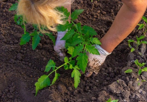 Wielu ogrodników kopie złe dołki pod pomidory. Potem dziwią się, że mają słabe plony