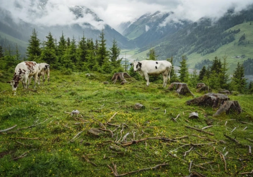 EUDR do poprawki? Copa-Cogeca i sektor mięsny naciskają na Brukselę