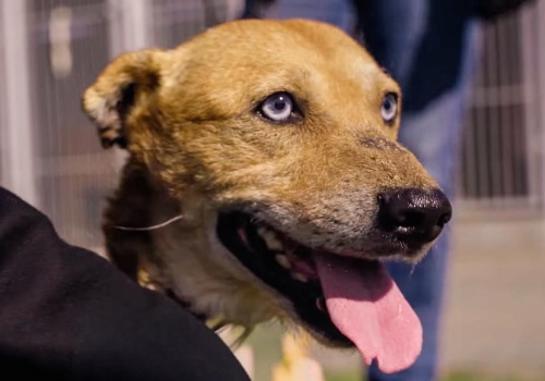 Psy ze schroniska w Katarzynowie zagrały w teledysku