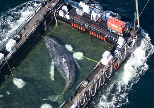 Akcja ratunkowa dla wieloryba Timmy'ego. Eksperci obawiają się, że zwierzę utonie