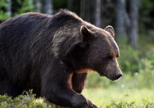 Rekordowa liczba niedźwiedzi w Tatrach. Jak zachować się na szlakach?