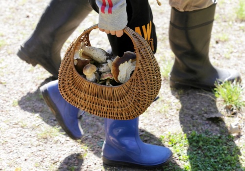 Te lasy w maju pełne są grzybów. Sprawdź, gdzie warto się wybrać. 