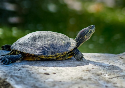 Polska uczelnia Arką Noego dla żółwi kantońskich, które wymarły na wolności