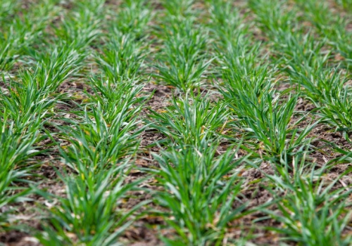 Celowane rozwiązania na problematyczne chwasty w zbożach