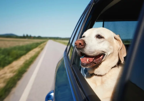Zabierasz psa lub kota na majówkę? To może być błąd. Ekspertka wyjaśnia