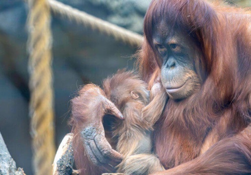 W Orientarium ZOO Łódź narodził się orangutan sumatrzański – sukces w ochronie gatunków