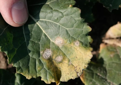 Sucha zgnilizna kapustnych w rzepaku po zimie – objawy, zagrożenia i skuteczna ochrona