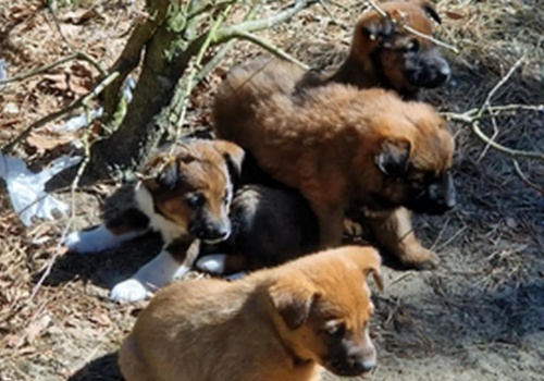 Szczeniaki porzucone w lesie. Pomoc przyszła w ostatniej chwili