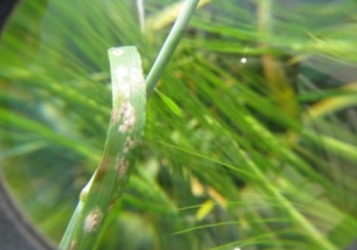 Ocenią uproszczenia na rynku środków ochrony roślin. II Konferencja Regulacyjna Ochrony Roślin